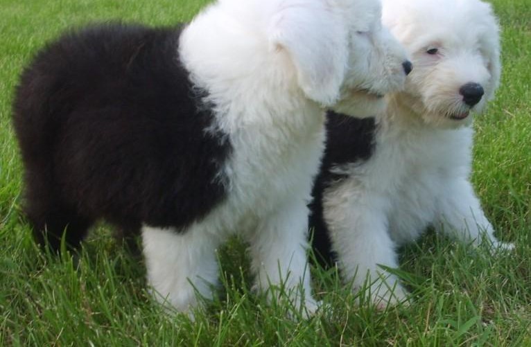 最新健康萌宠萌宠出售古代牧羊犬 古牧幼犬 有血统证 疫苗已做完